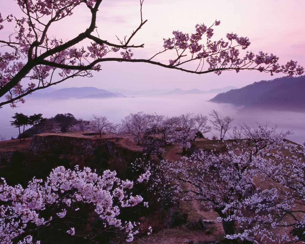 いよいよ開山 桜に包まれた日本のマチュピチュ 竹田城跡 の絶景を見られる季節到来 公式 竹田城 城下町 ホテルen 竹田城跡 に最も近く歴史の詰まったホテル