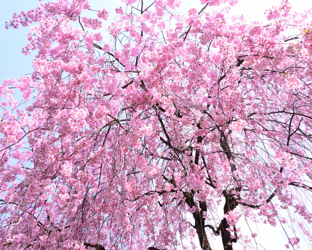 今春行きたいお花見スポット 桜に包まれた竹田城跡とその周辺の絶景をご紹介 公式 竹田城 城下町 ホテルen 竹田城跡 に最も近く歴史の詰まったホテル