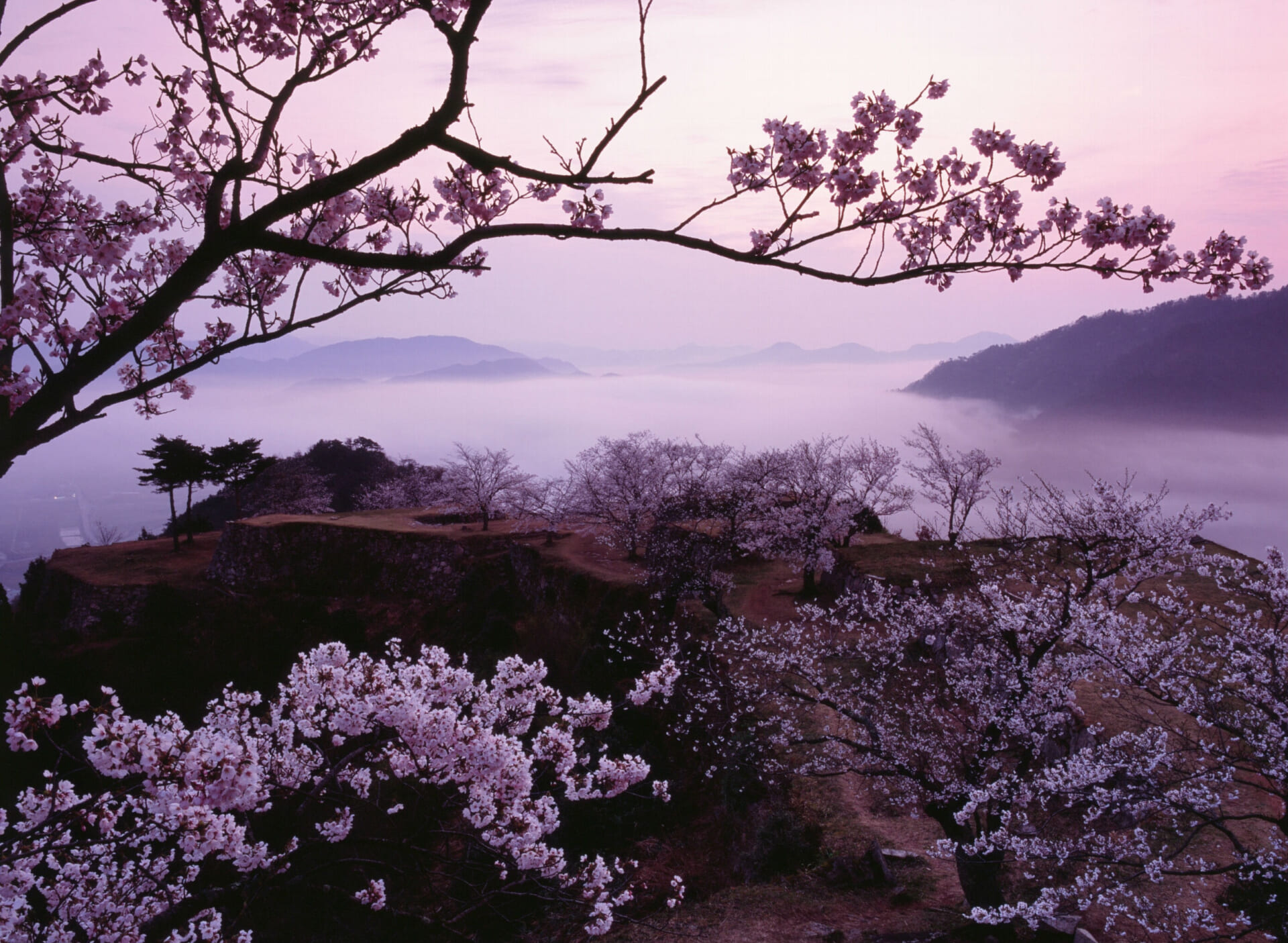 21年 お花見情報 竹田城跡に桜シーズン到来 プチピクニックで春を満喫 夜桜ライトアップも 公式 竹田城 城下町 ホテルen 竹田城跡 に最も近く歴史の詰まったホテル 21年 お花見情報 竹田城跡に桜シーズン到来 プチピクニックで春を満喫 夜桜ライトアップも 公式 竹田城 城下町 ホテルen 竹田城跡 に最も近く歴史の詰まったホテル